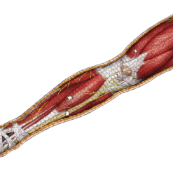 All Sale Items Puzzle - Genius Games - Dr Livingston: Human Right Leg (848 Pieces) 7 All Sale Items Puzzle - Genius Games - Dr Livingston: Human Right Leg (848 Pieces)