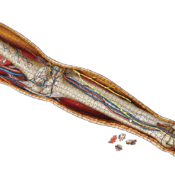 Puzzle - Genius Games - Dr Livingston: Human Left Leg (864 Pieces) All Sale Items 7 Puzzle - Genius Games - Dr Livingston: Human Left Leg (864 Pieces) All Sale Items
