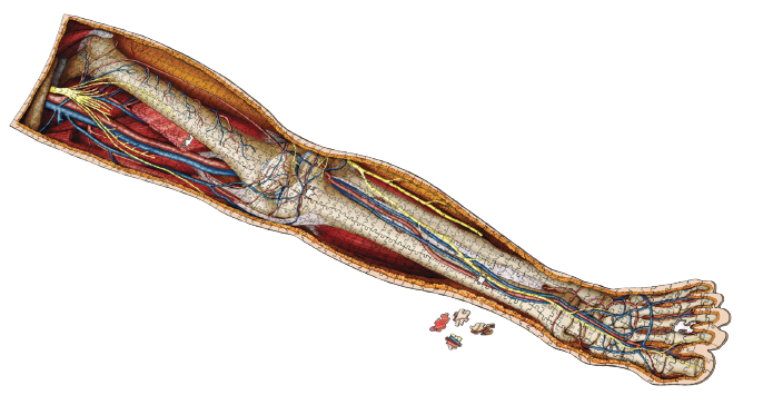 Puzzle - Genius Games - Dr Livingston: Human Left Leg (864 Pieces) All Sale Items 4 Puzzle - Genius Games - Dr Livingston: Human Left Leg (864 Pieces) All Sale Items